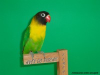 /album/galeria-de-fotos-personatas/aves-do-riscas-papagaio-domesticado-012-jpg/
